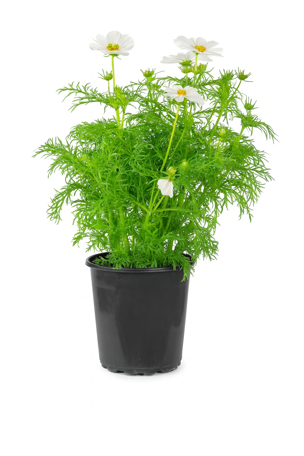 Cosmo White Plant