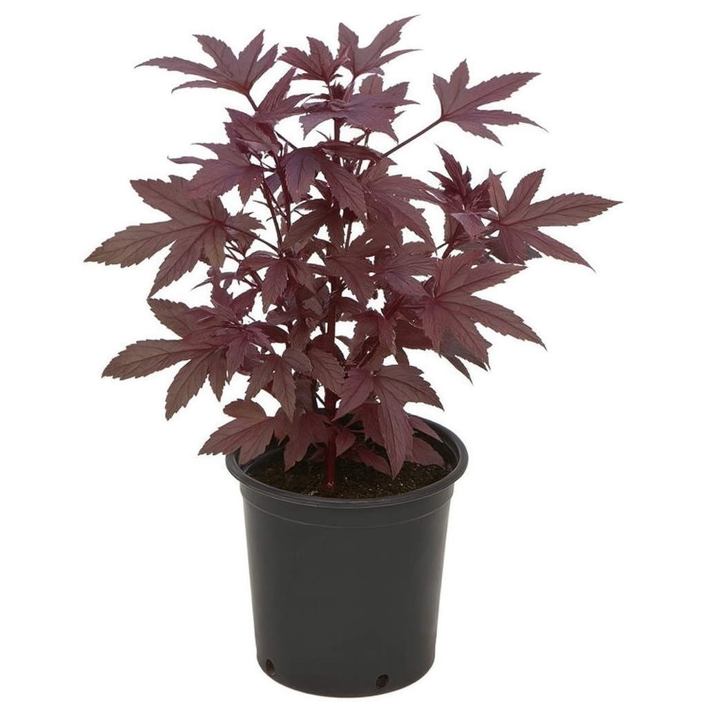 Cranberry Hibiscus