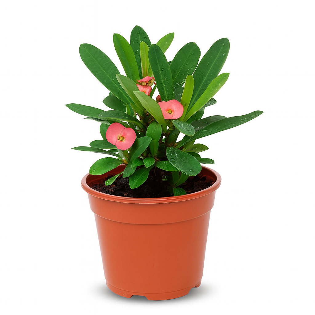 Crown of Thorns Surges Live Plant