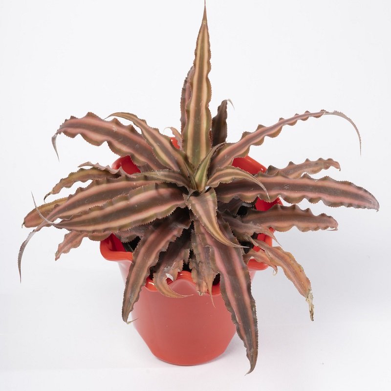 Cryptanthus Plant