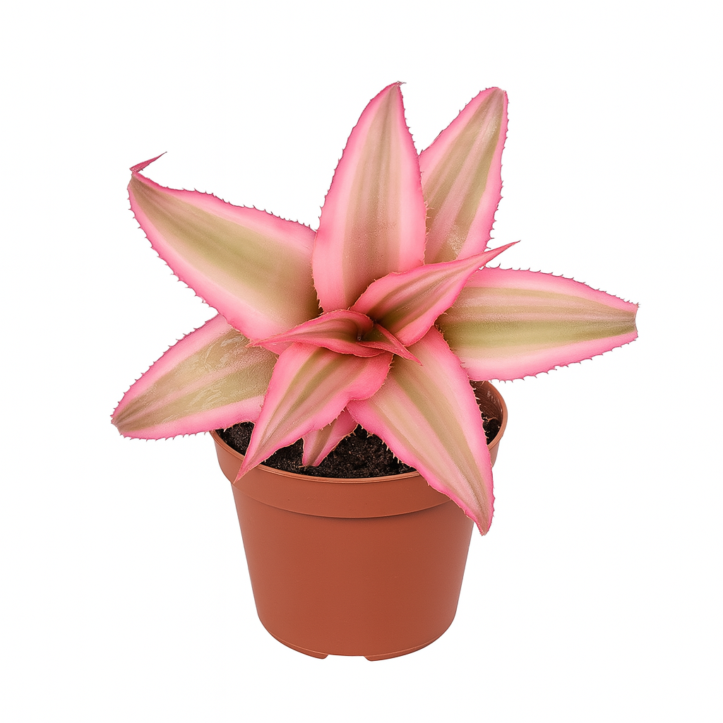 Cryptanthus Plant