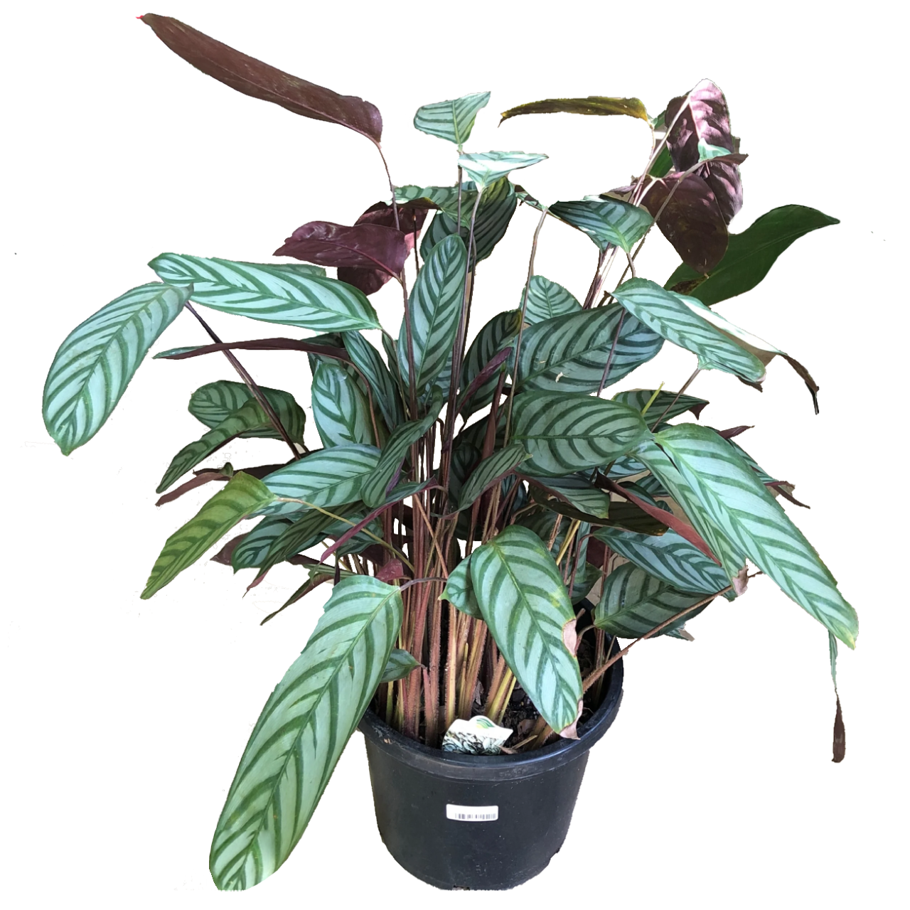 Ctenanthe Setosa