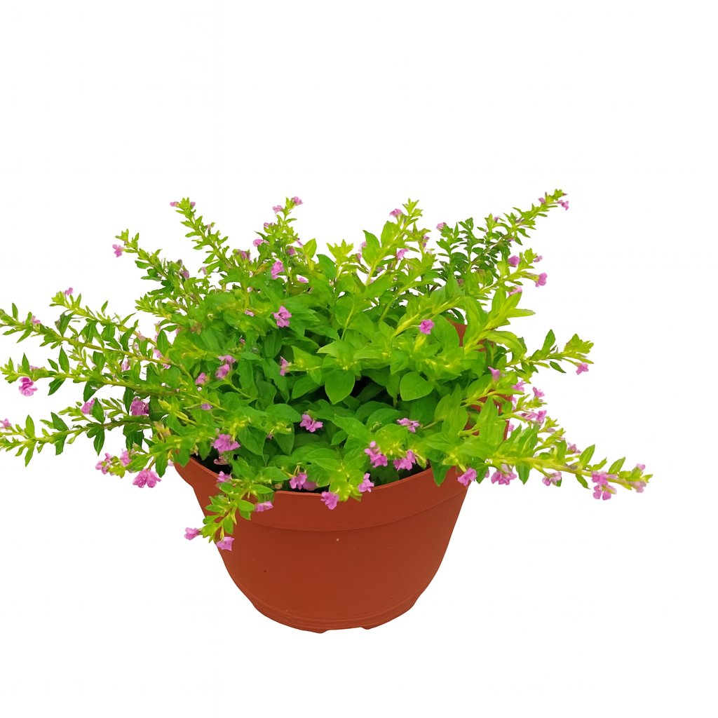 Cuphea hyssopifolia (False Heather)