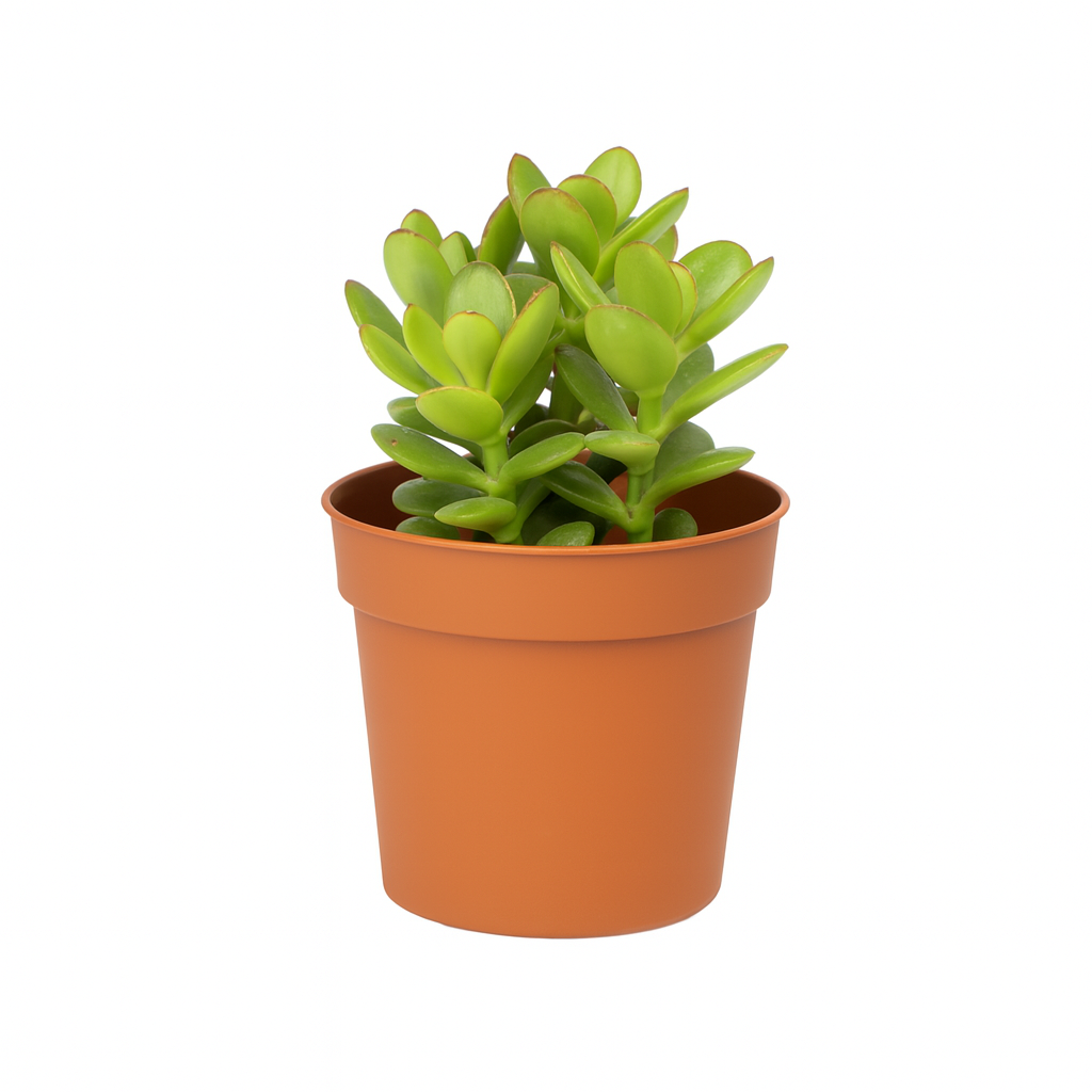Dwarf Jade Plant Succulent