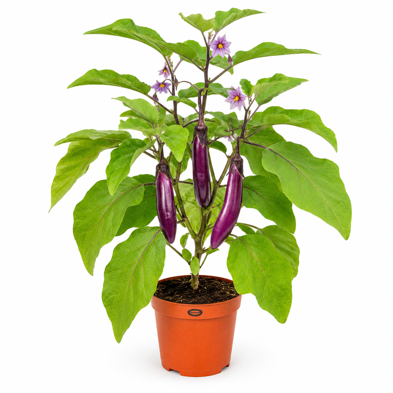 Brinjal Purple Eggplant | Gardening Plant