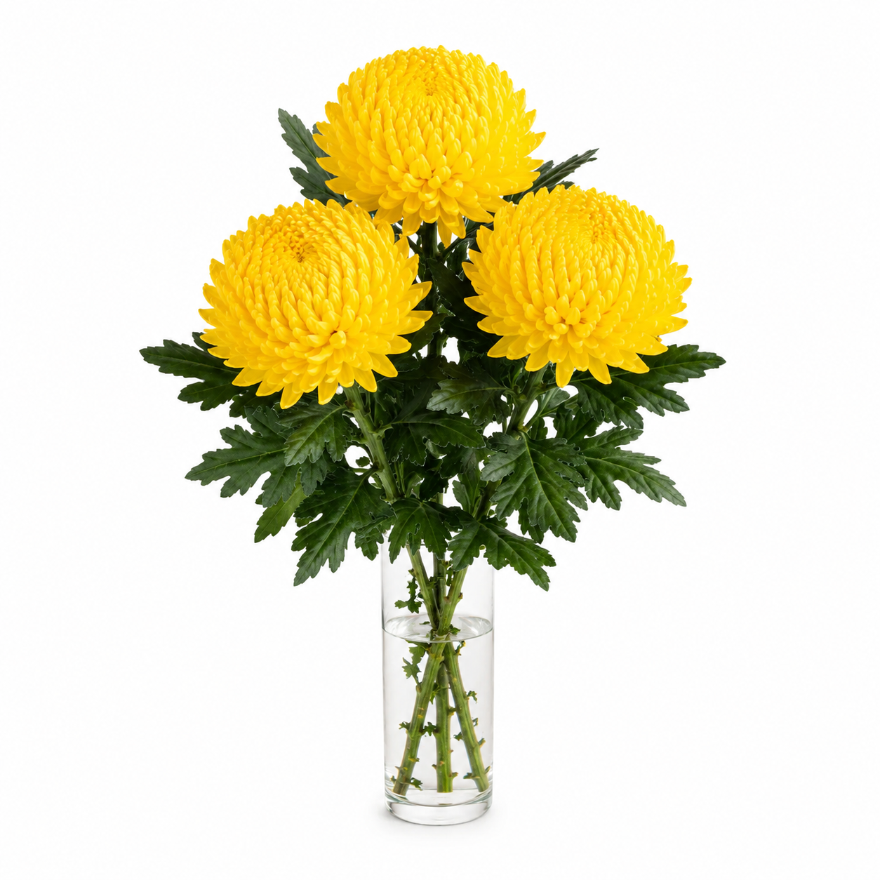 Sunlight Chrysanthemum (3 Stalks) 正阳菊花 | Praying Flowers