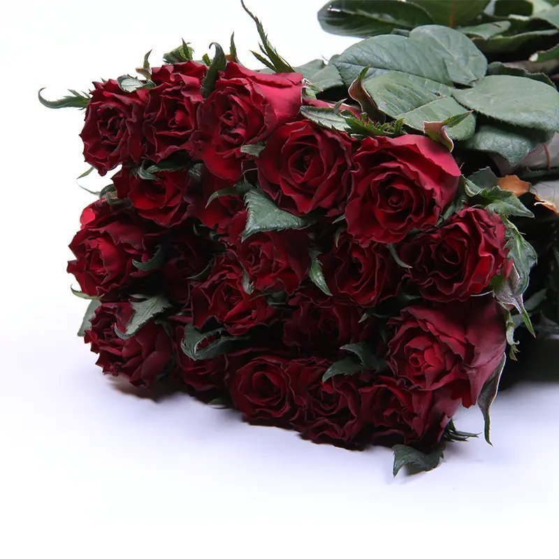 Dark Red