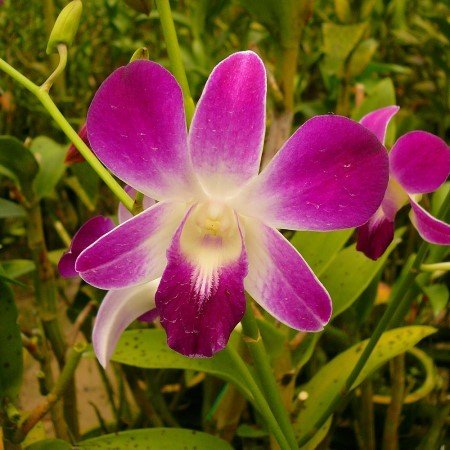 Dendrobium