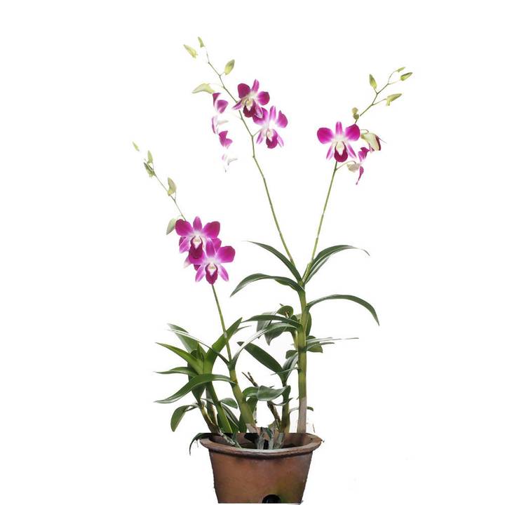 Dendrobium Bon Orchids Potted