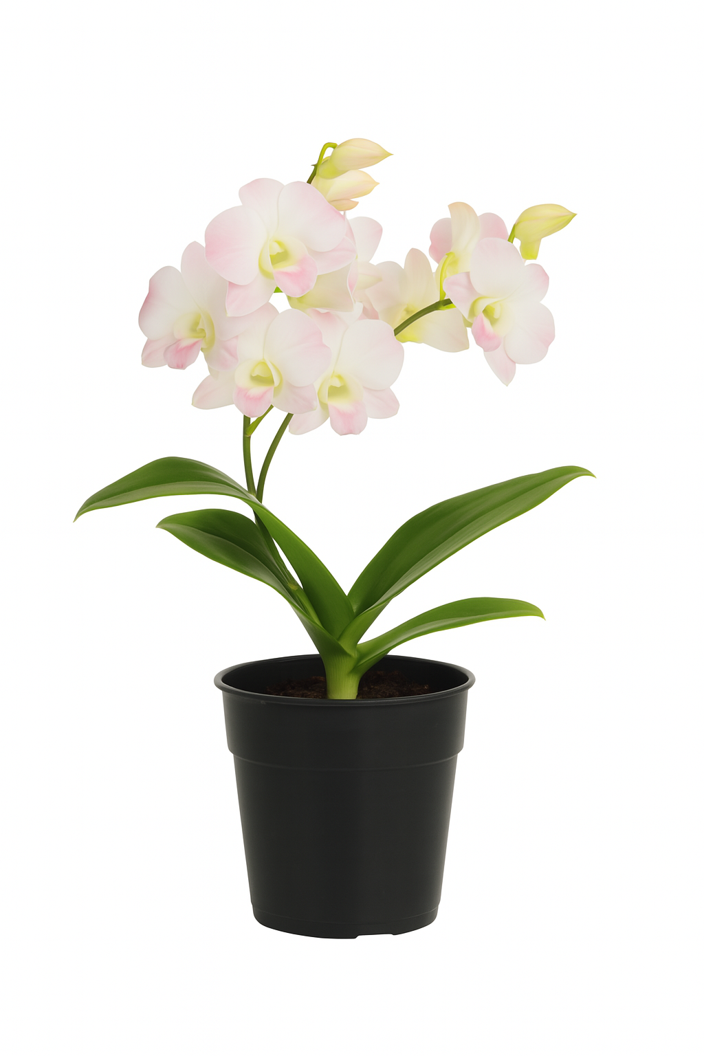Dendrobium Cinta Sweet Pink Potted