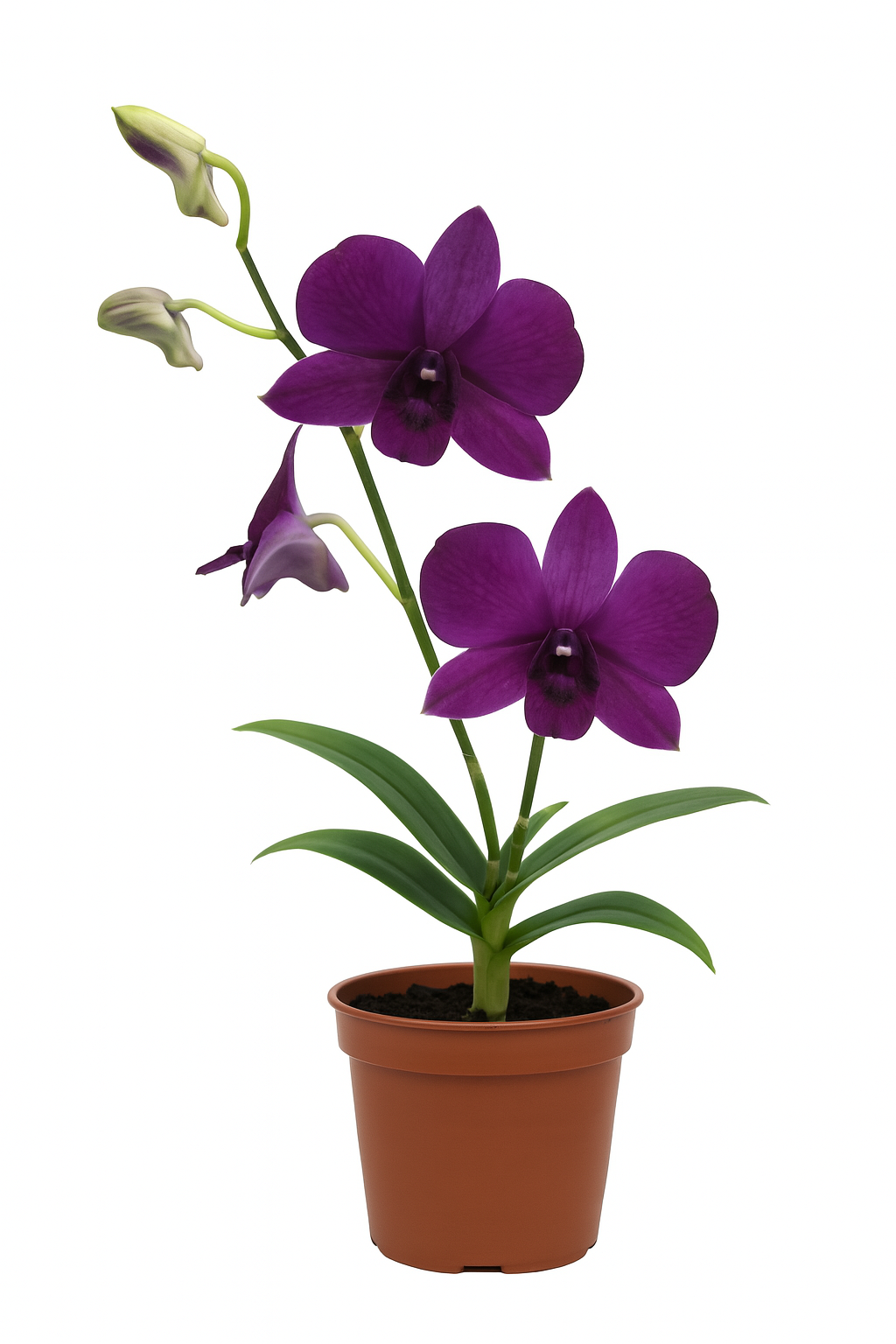Dendrobium Dark Blue Potted