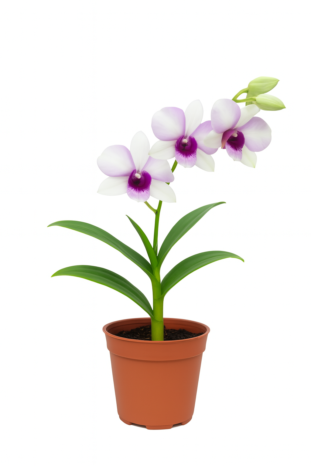 Dendrobium Hiang Beauty Potted