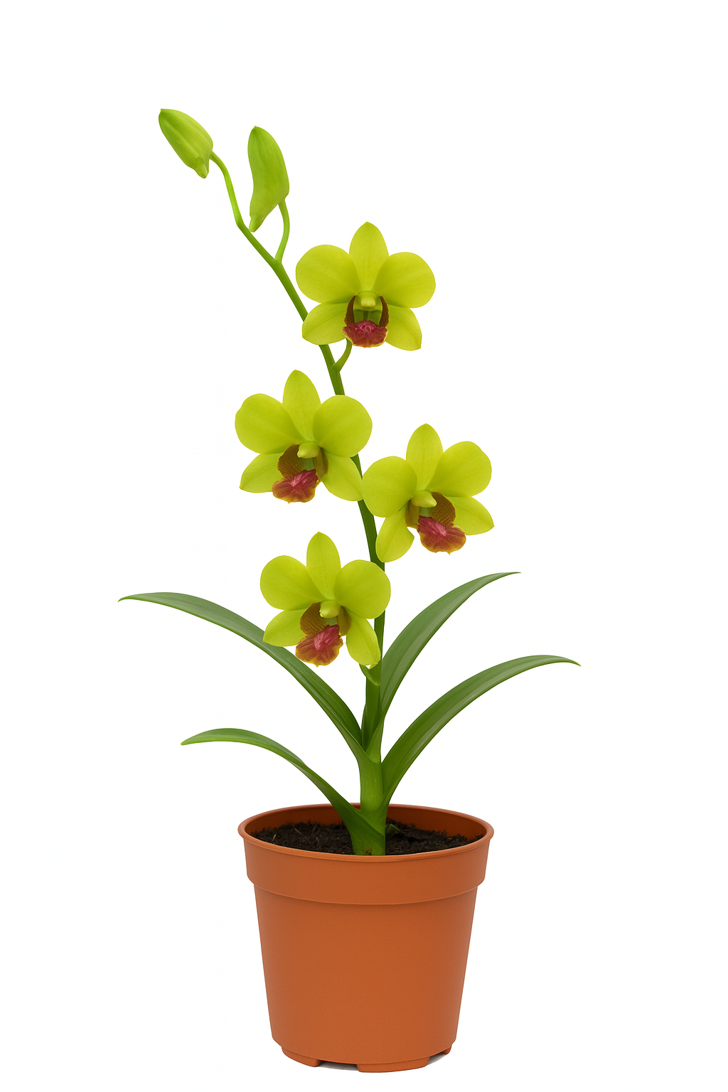 Dendrobium Jade Green Potted