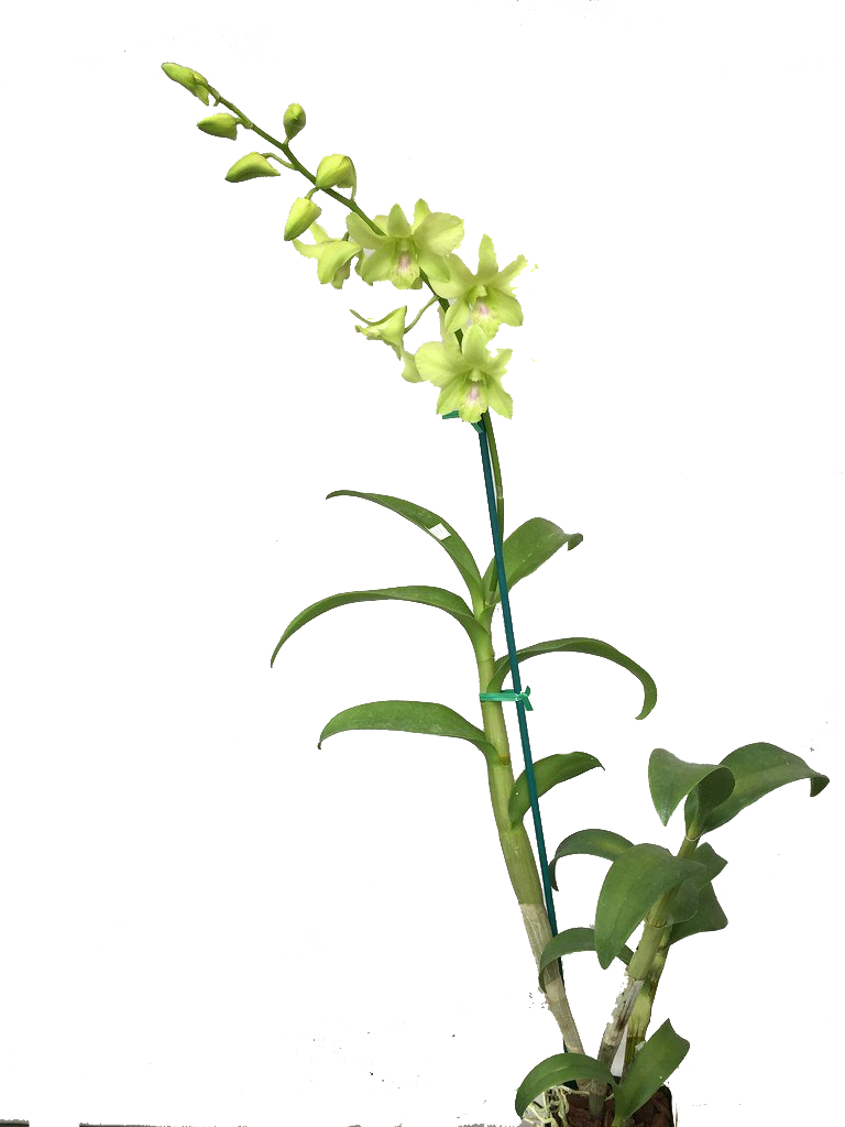 Dendrobium Lime Green Potted