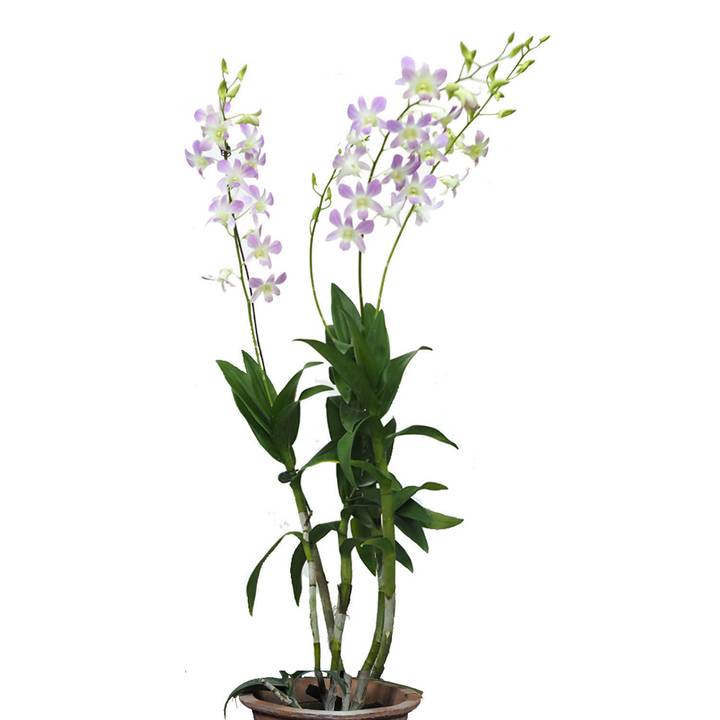 Dendrobium Lucy Pink Potted
