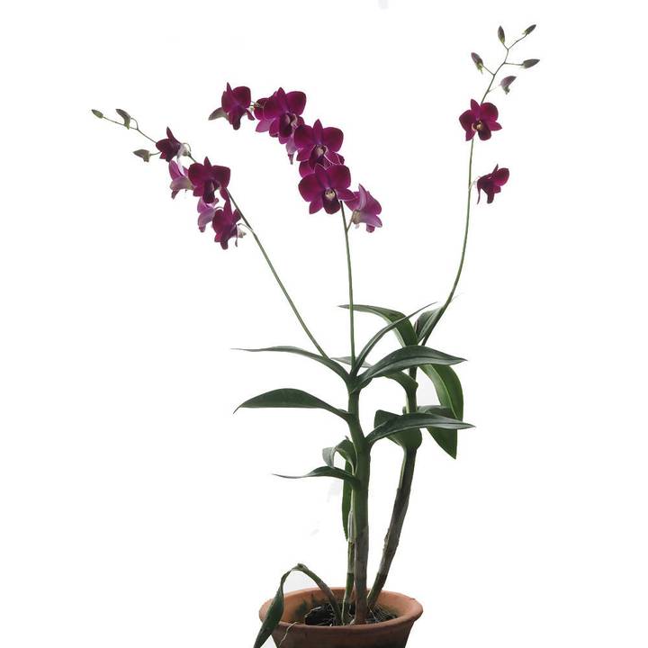 Dendrobium Red Bull Potted