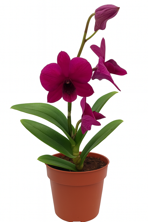 Dendrobium Ruby Red | Potted Plant