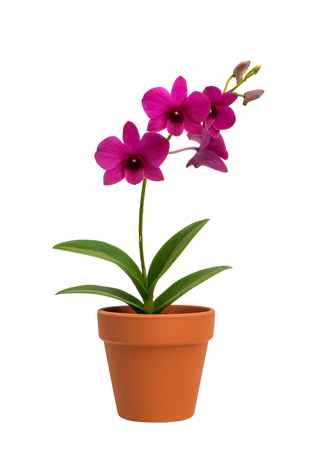 Dendrobium TSK Potted