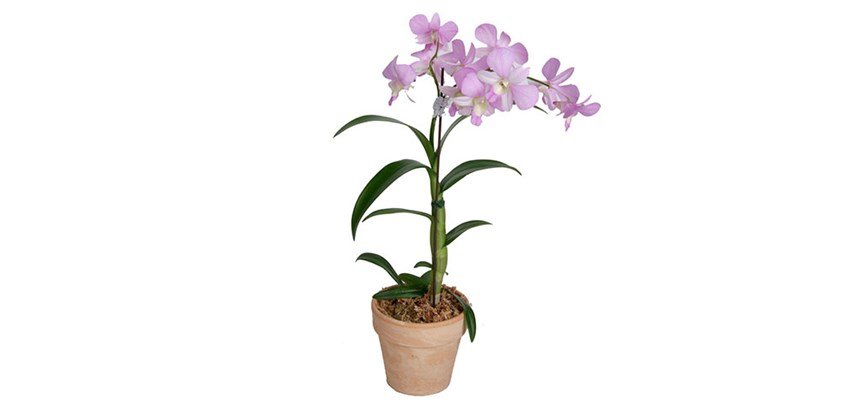 Dendrobium Violet Pink Potted