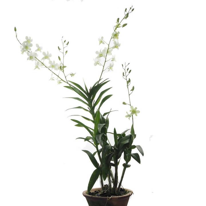 Dendrobium White Potted