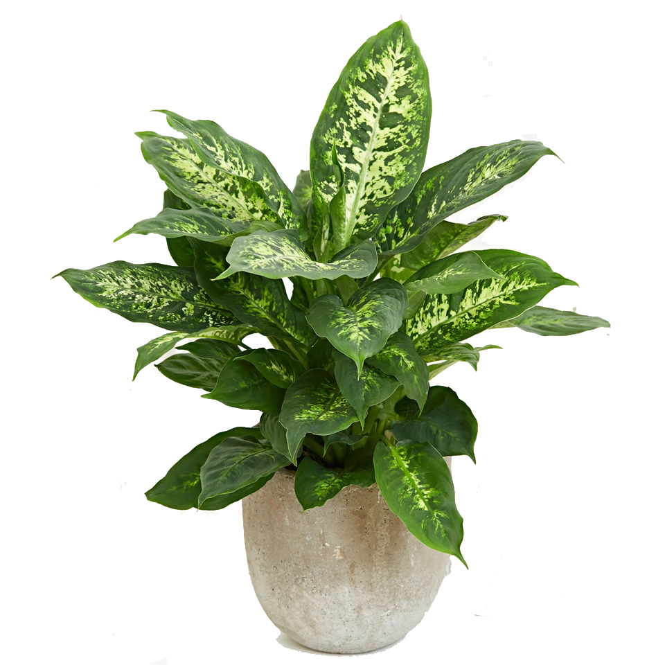 Dieffenbachia Compacta