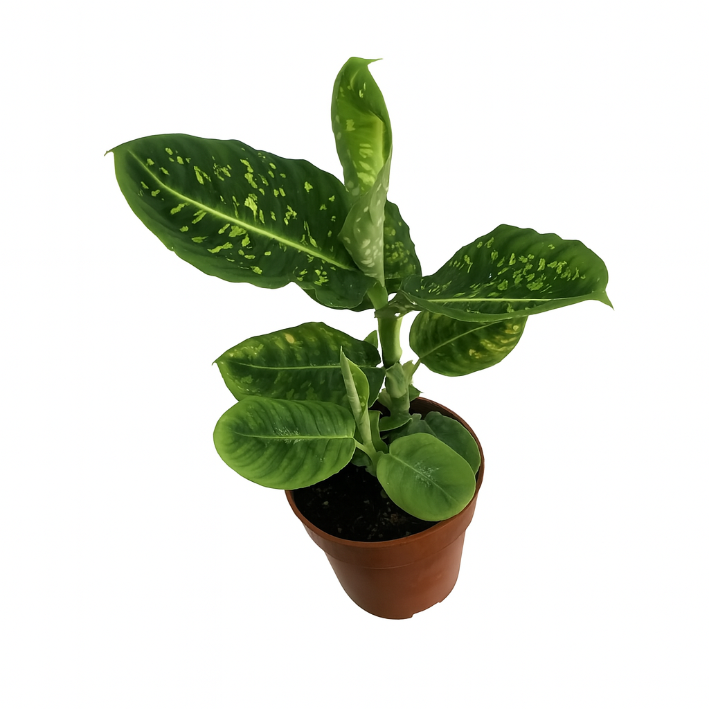 Dieffenbachia Reflector