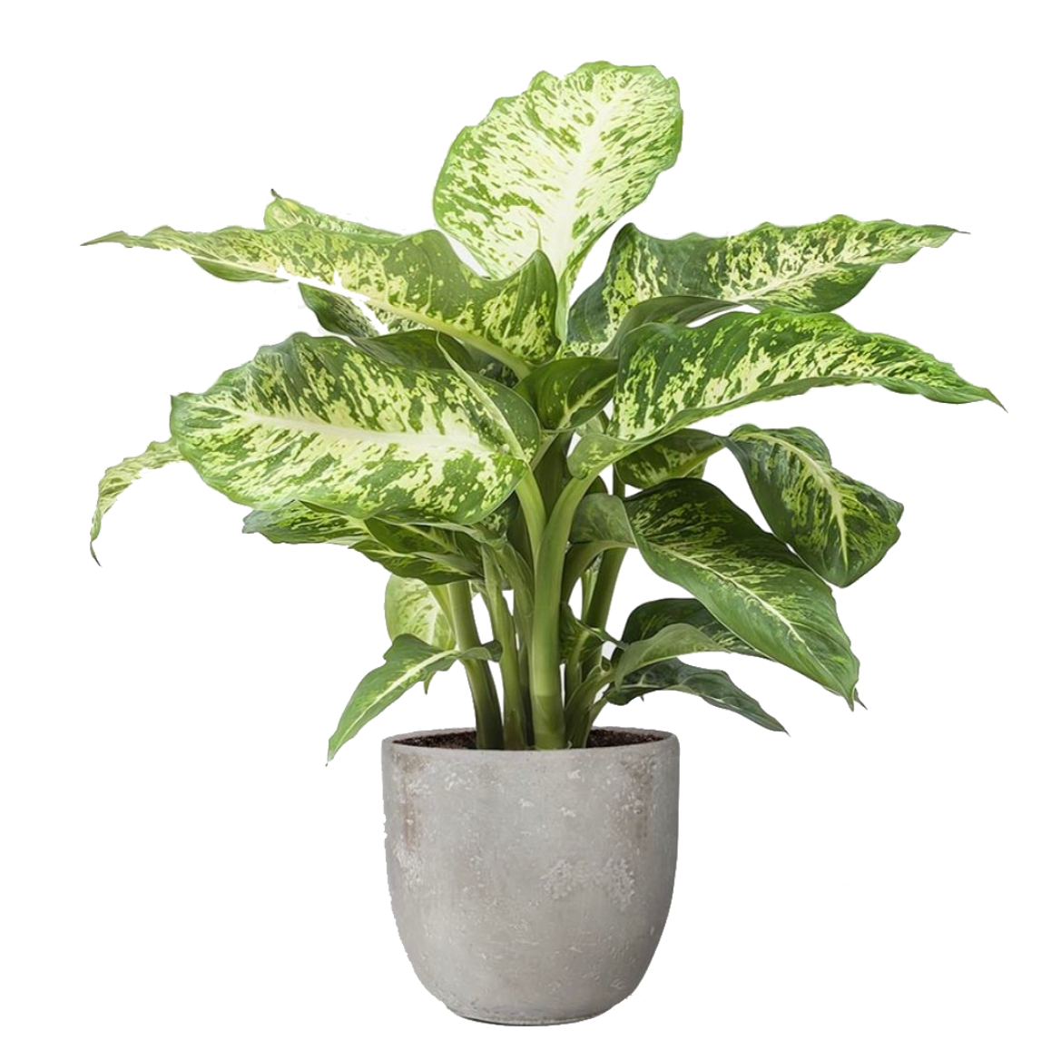 Dieffenbachia Seguine