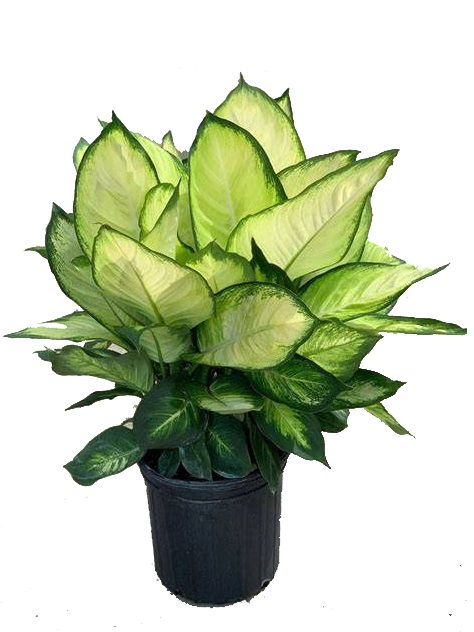 Dieffenbachia 'Tropic Marianne'