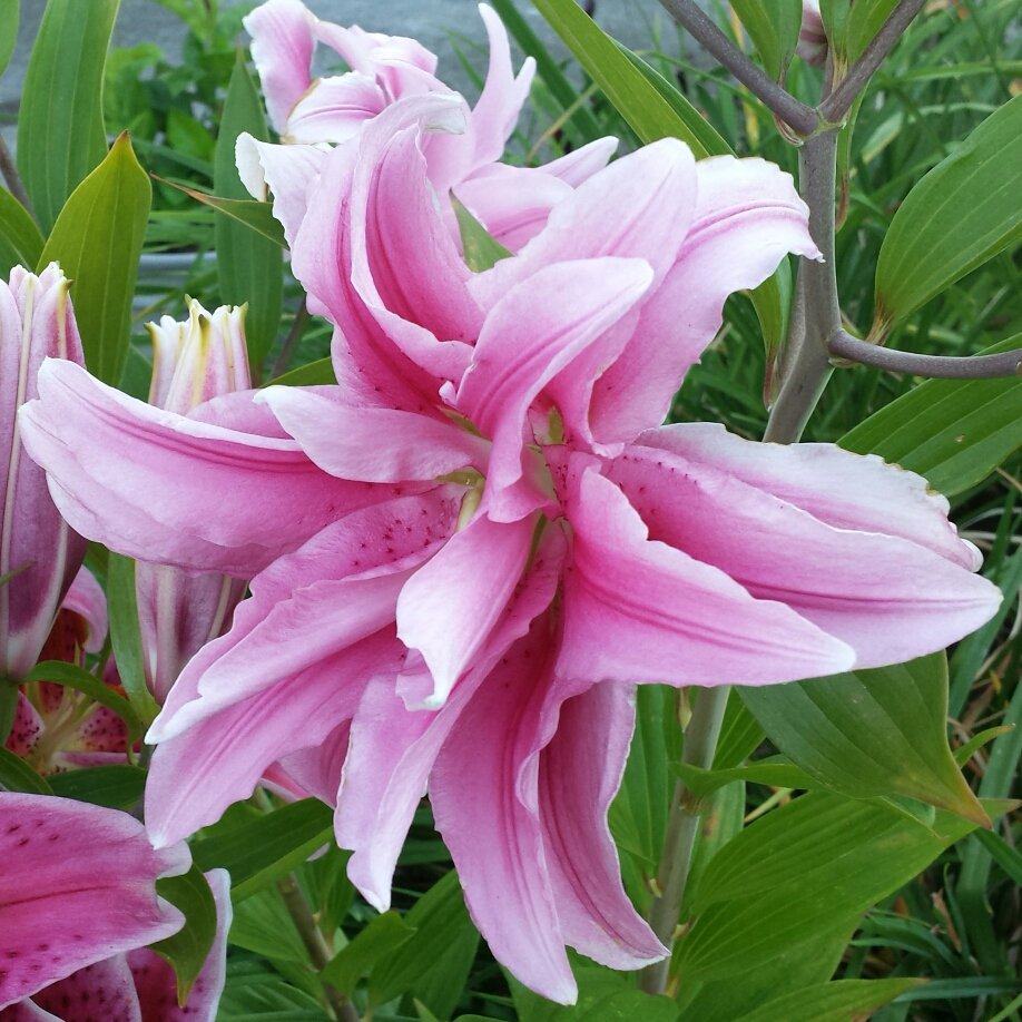 Double Petal Lily