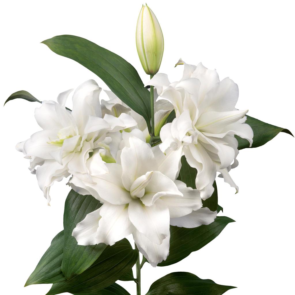 Double Petal Lily