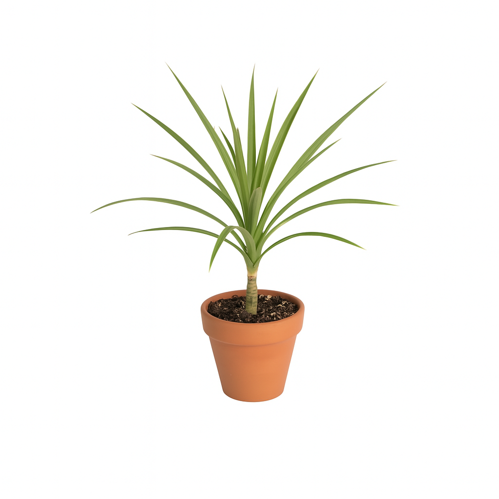 Dracaena Cambodiana