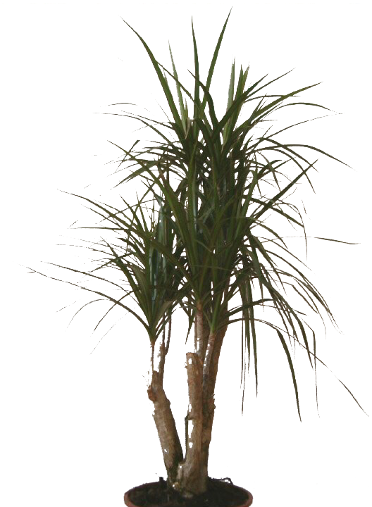 Dracaena 'Draco Stem'