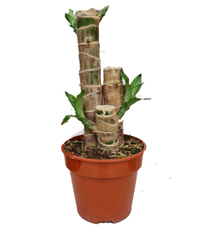 Dracaena Fragrans  3-in-1