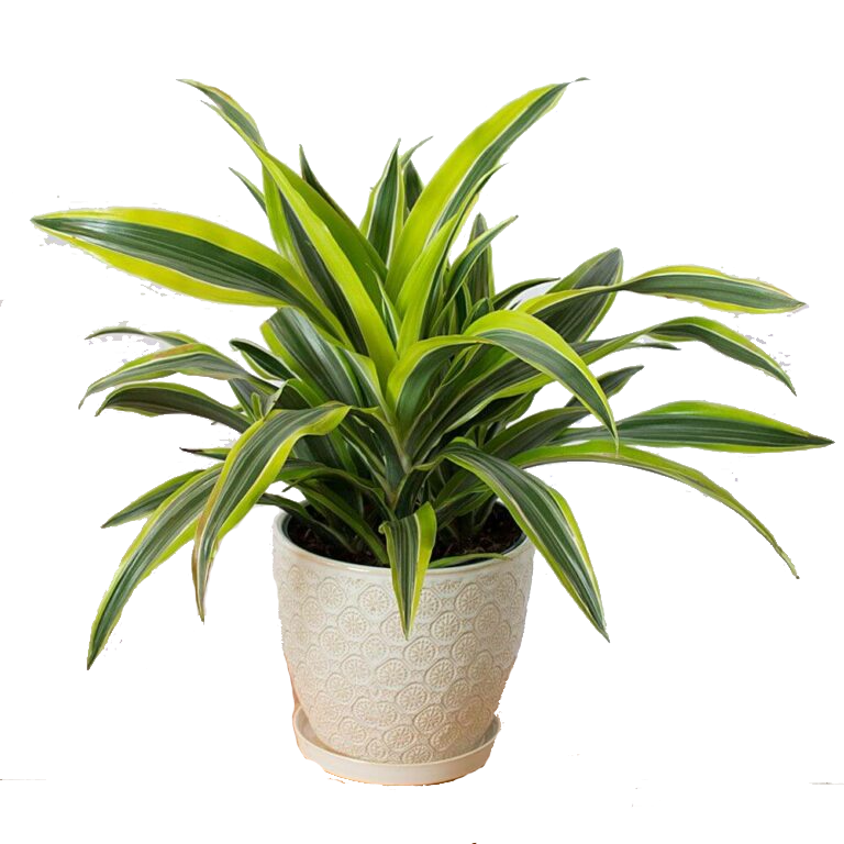 Dracaena Fragrans 'Lemon Lime'