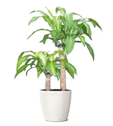 Dracaena Fragrans