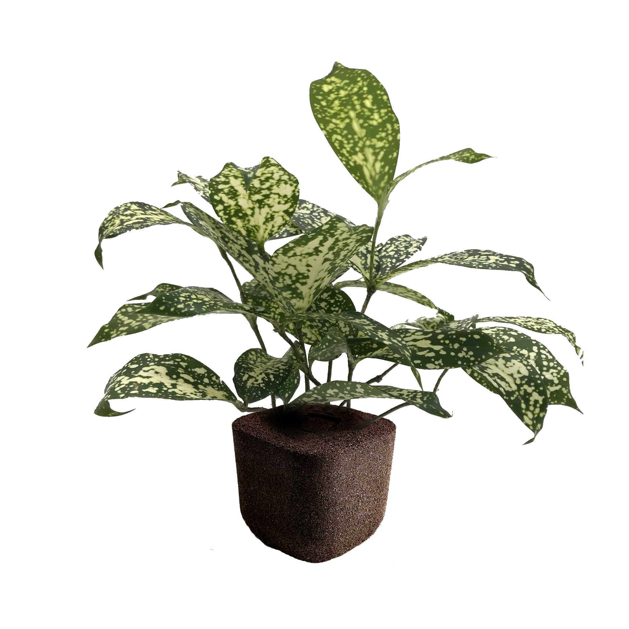 Dracaena Godseffiana