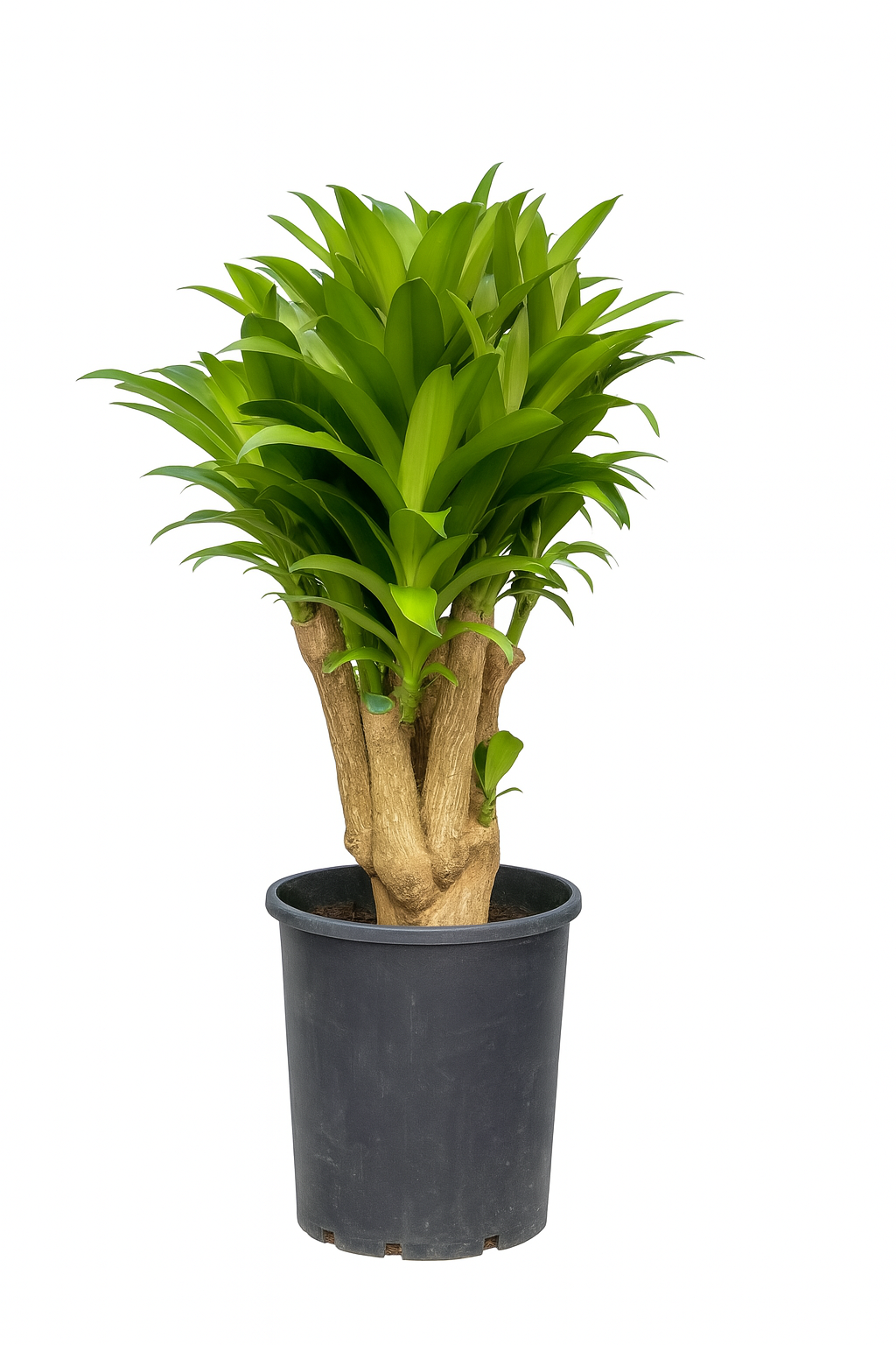 Dracaena Iron - Aged