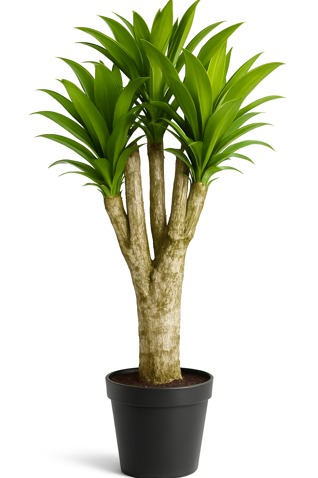 Dracaena Iron - Aged