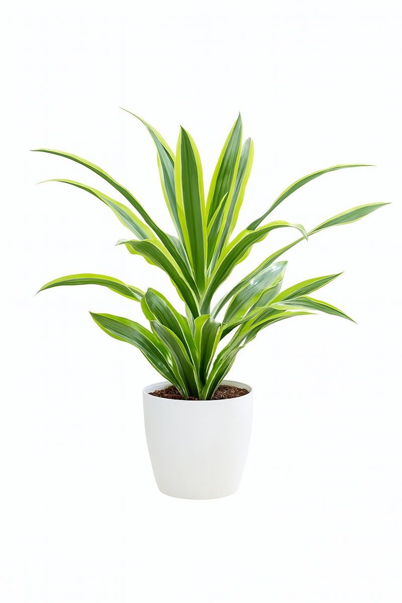 dracaena lindenii Dracaena Lindenii