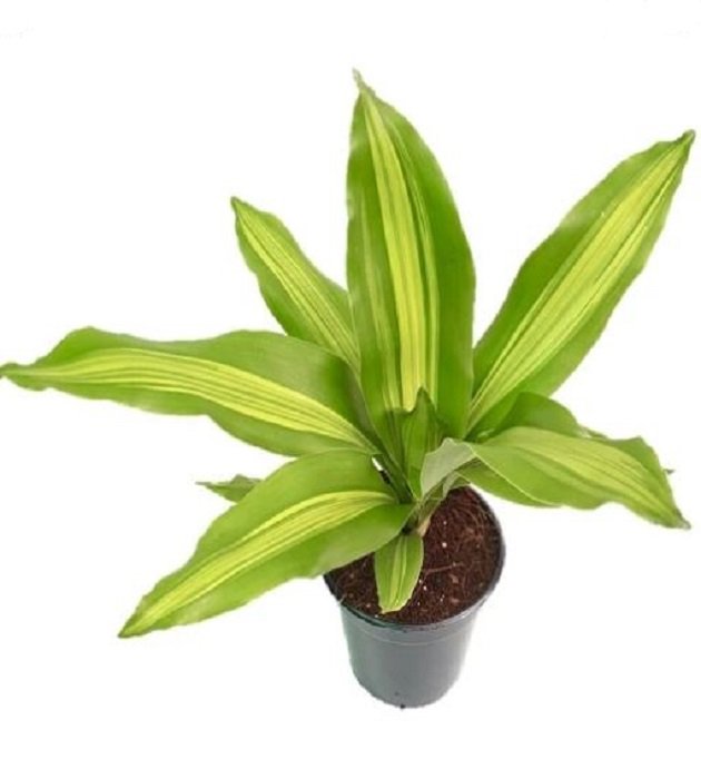 Dracaena Lindenii