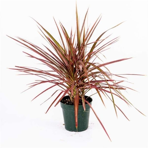 Dracaena Marginata 'Red'