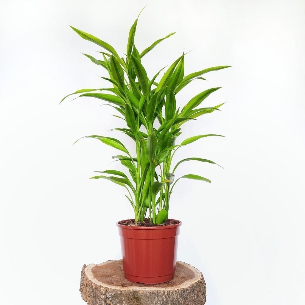 Dracaena Sanderiana  富贵观音竹