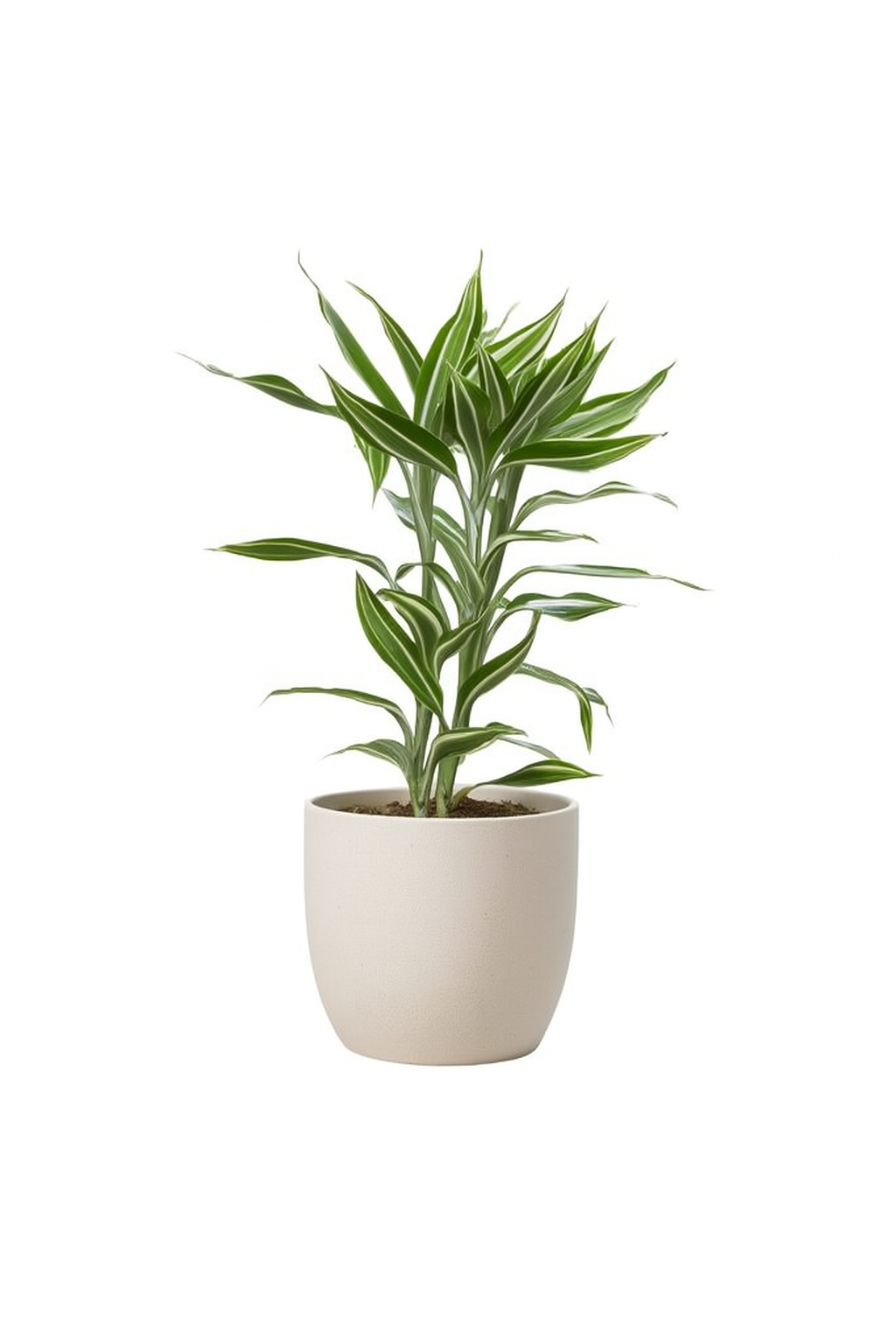 Dracaena Sanderiana  富贵观音竹