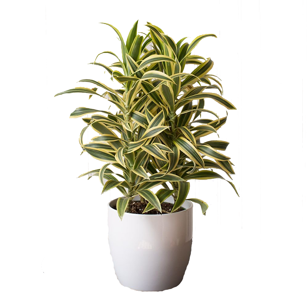 Dracaena 'Song of India'