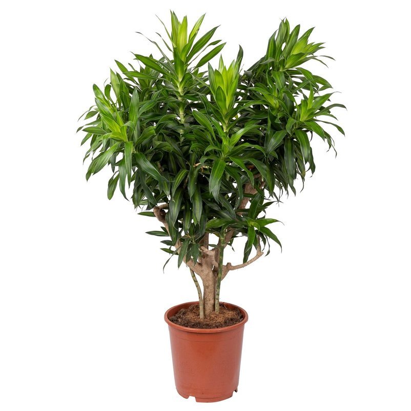 Dracaena 'Song of Jamaica'