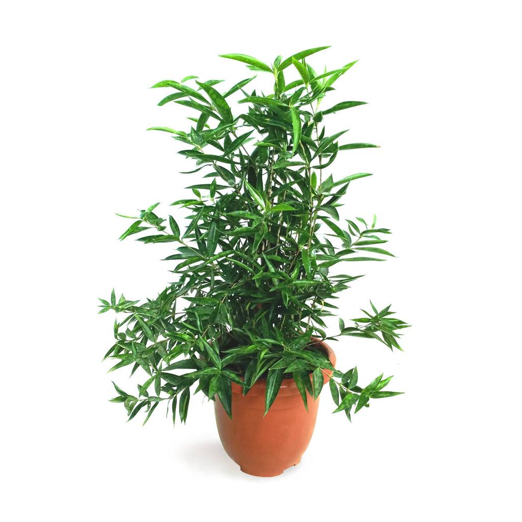Dracaena Surculosa 'Dwarf'