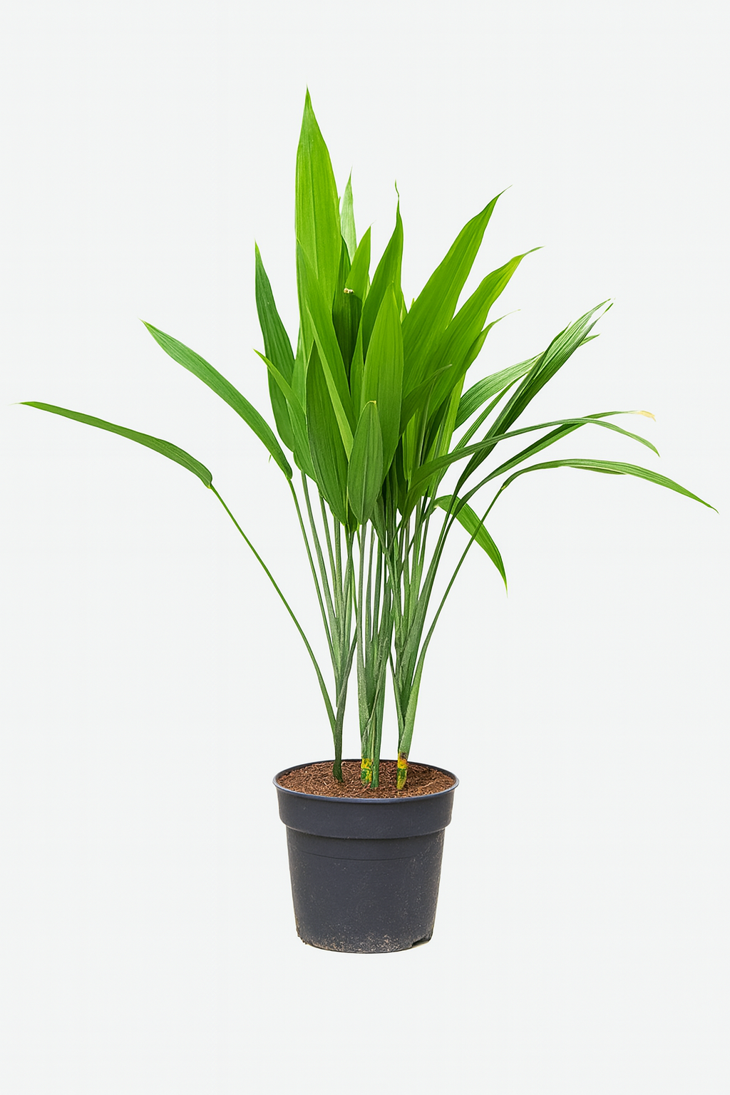 Dracaena Thalioides