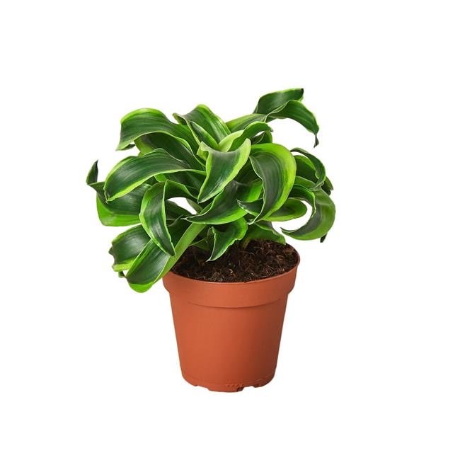 Dracaena 'Tornado Green'
