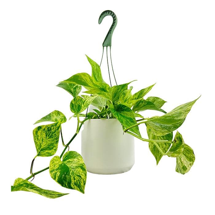 Epipremnum Aureum 'Marble Queen'