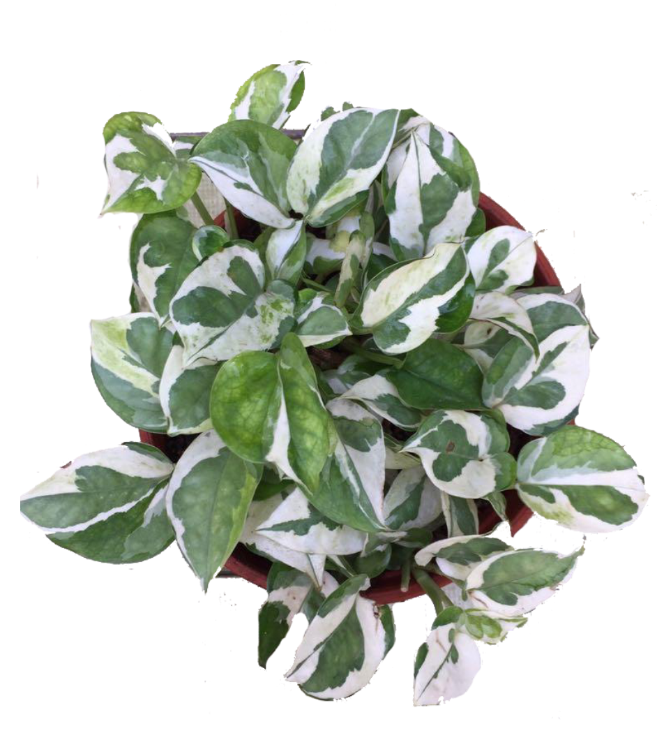 Epipremnum Varigated